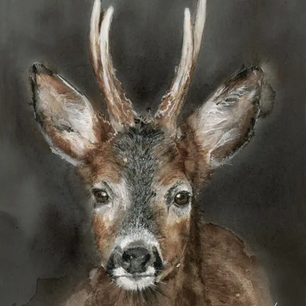 Rådyr (kan nå forhåndsbestilles)