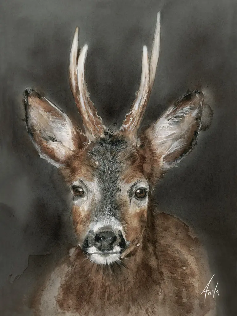 Rådyr