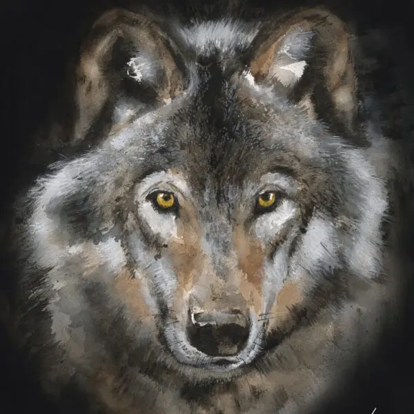 Ulv (kan nå forhåndsbestilles)