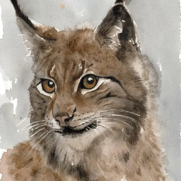 Gaupe (kan nå forhåndsbestilles)