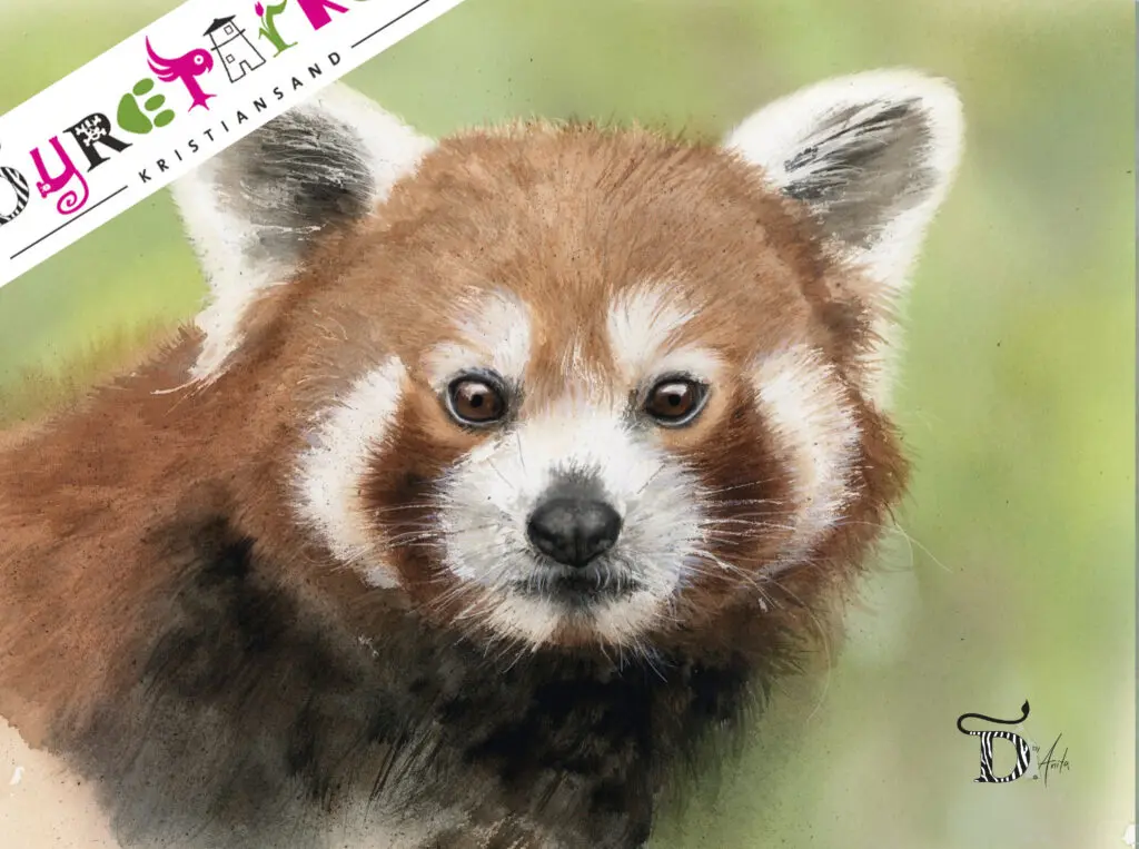 Rødpanda